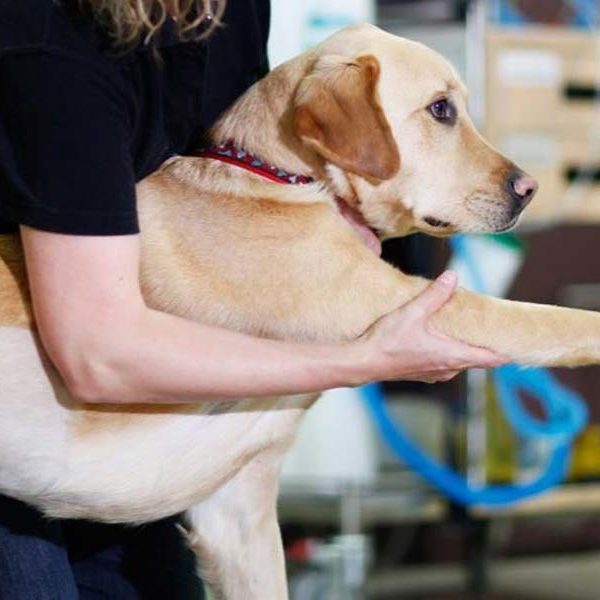 centro-di-fisioterapia-piccoli-animali-alessandria-piemonte-veterinari-fisioterapisti-per-animali-2 centro-di-fisioterapia-piccoli-animali-alessandria-piemonte-veterinari-fisioterapisti-per-animali-2
