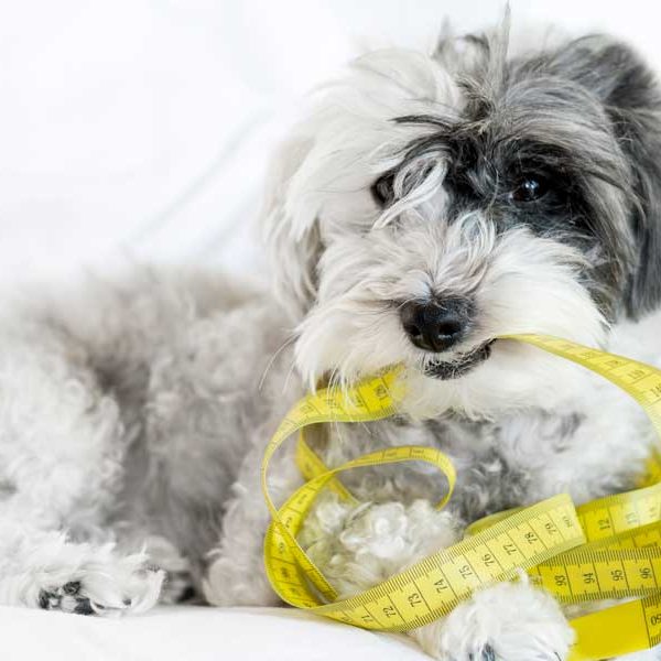 diete-personalizzate-cani-gatti-animali-veterinario-piemonte-alessandria-clinica-monferrato-dietista diete-personalizzate-cani-gatti-animali-veterinario-piemonte-alessandria-clinica-monferrato-dietista